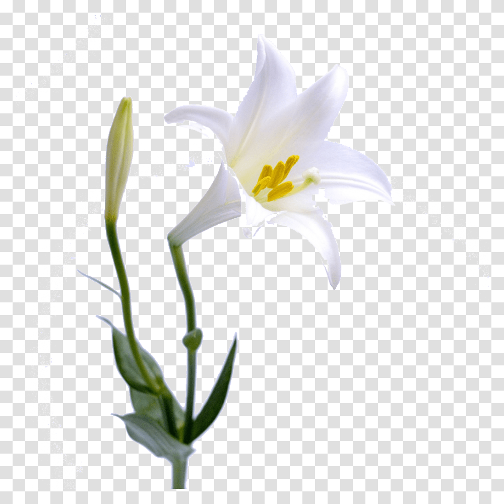 Beautiful Lily Free Download Vector, Plant, Flower, Blossom, Petal Transparent Png