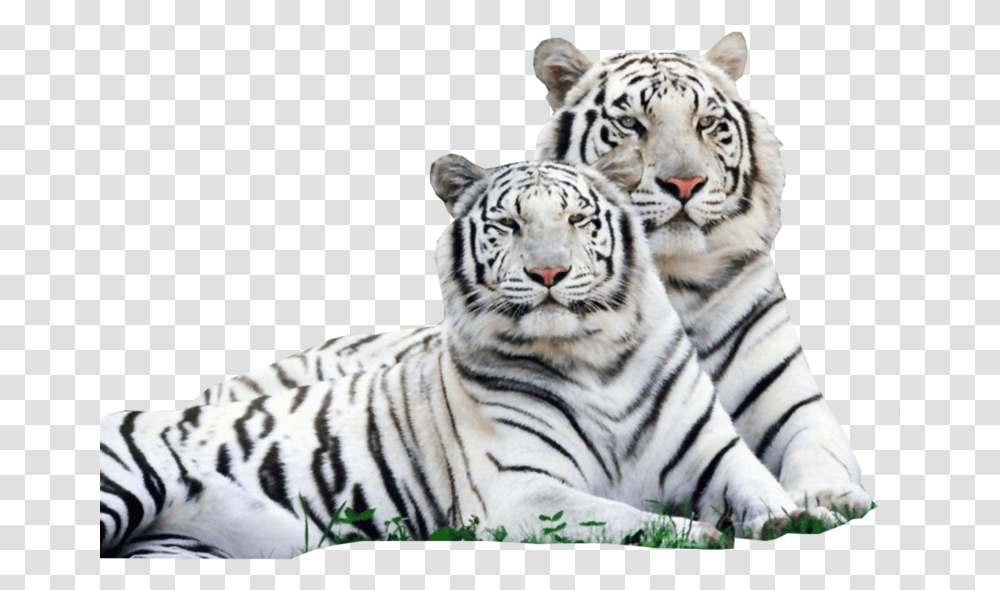 Beautiful Lion And Tiger, Wildlife, Mammal, Animal Transparent Png