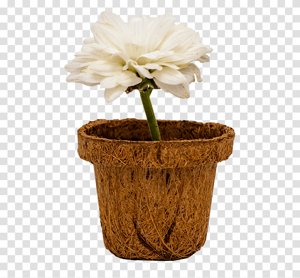 Beautiful Little Pot Flowerpot, Plant, Blossom, Geranium, Basket Transparent Png