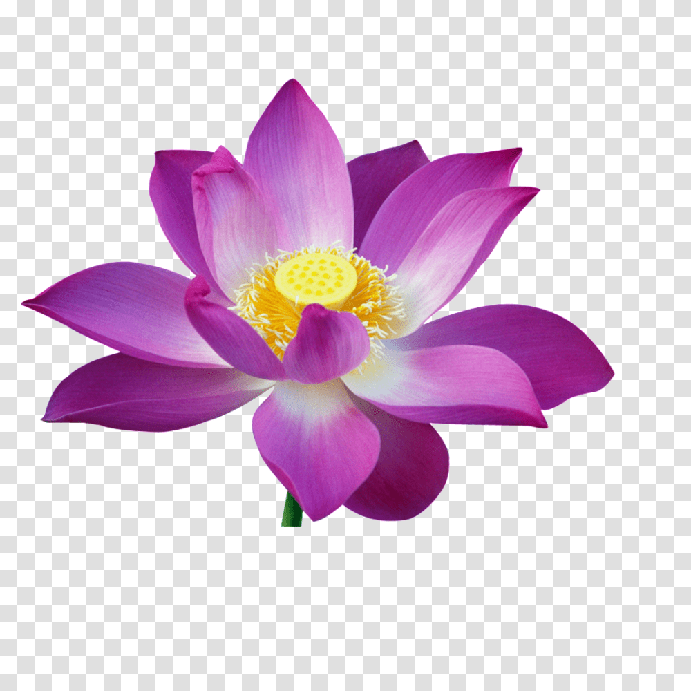 Beautiful Lotus Flower Free Download Amp Vector, Plant, Lily, Blossom, Pond Lily Transparent Png