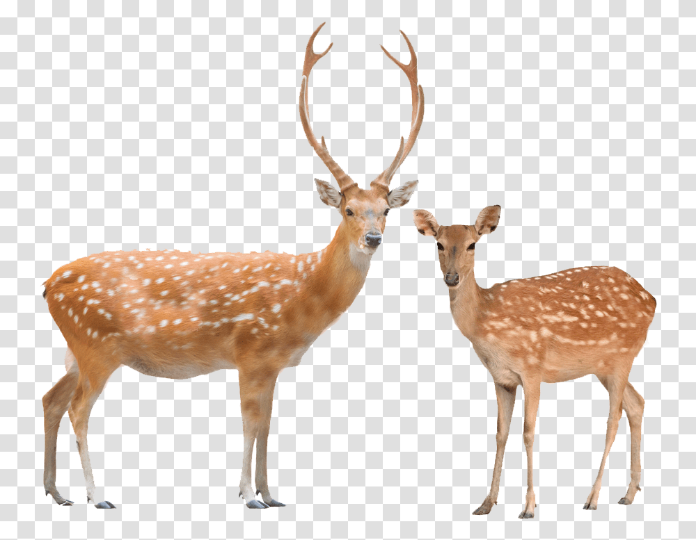 Beautiful Male And Female Of Animals, Antelope, Wildlife, Mammal, Deer Transparent Png