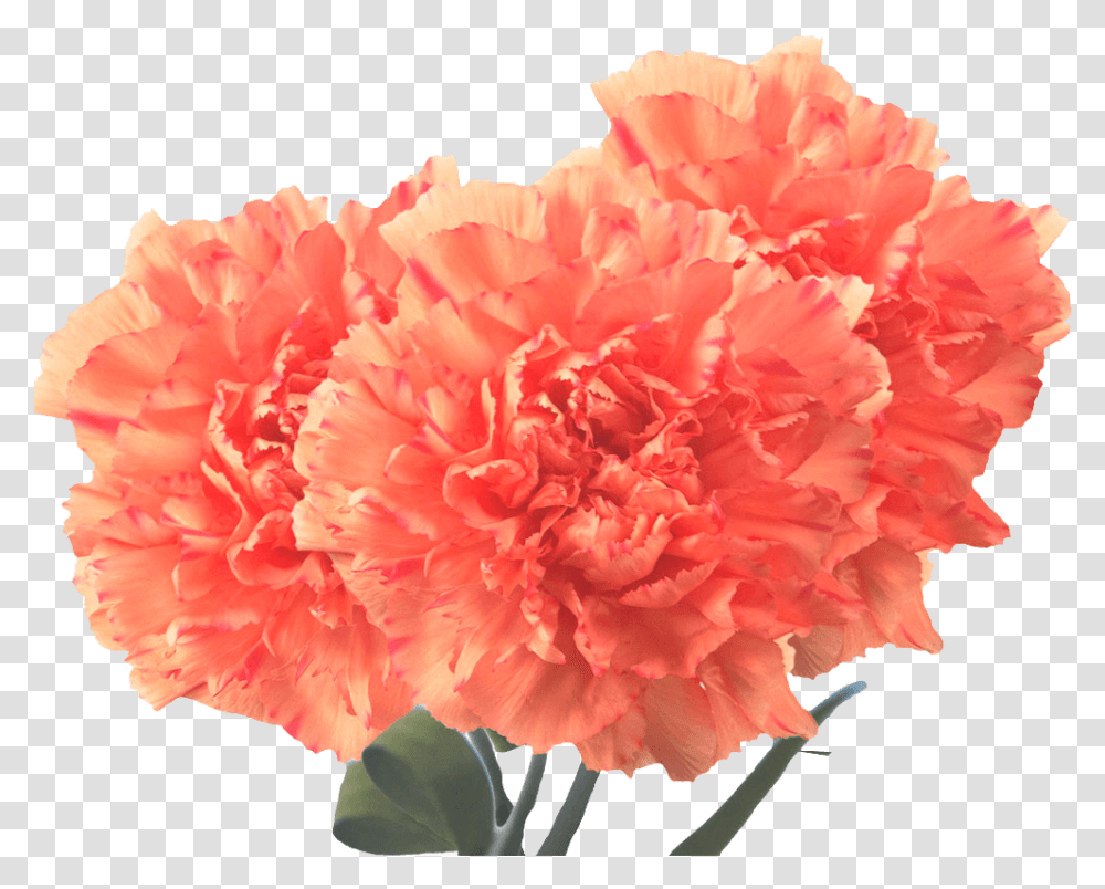 Beautiful Orange Carnation Flowers Carnation Flowers, Plant, Blossom, Rose Transparent Png