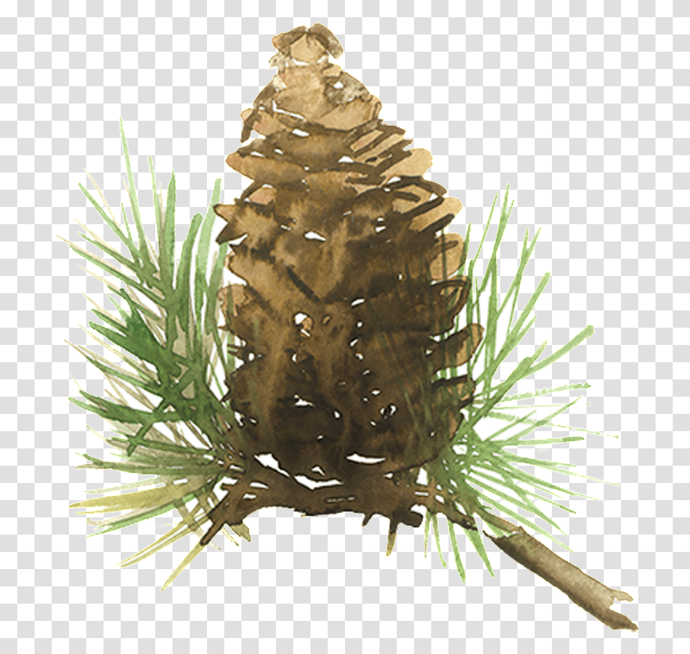 Beautiful Painted Pine Needles Hd Watercolor Pine Cone, Tree, Plant, Conifer, Fir Transparent Png