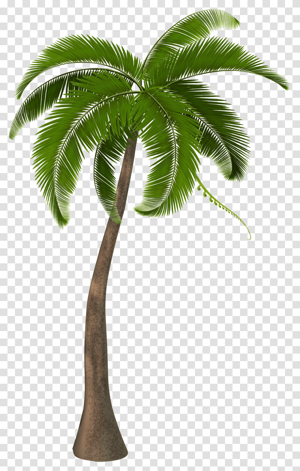 Beautiful Palm Tree Clipart Palm Tree Hd, Plant, Arecaceae, Green, Leaf Transparent Png