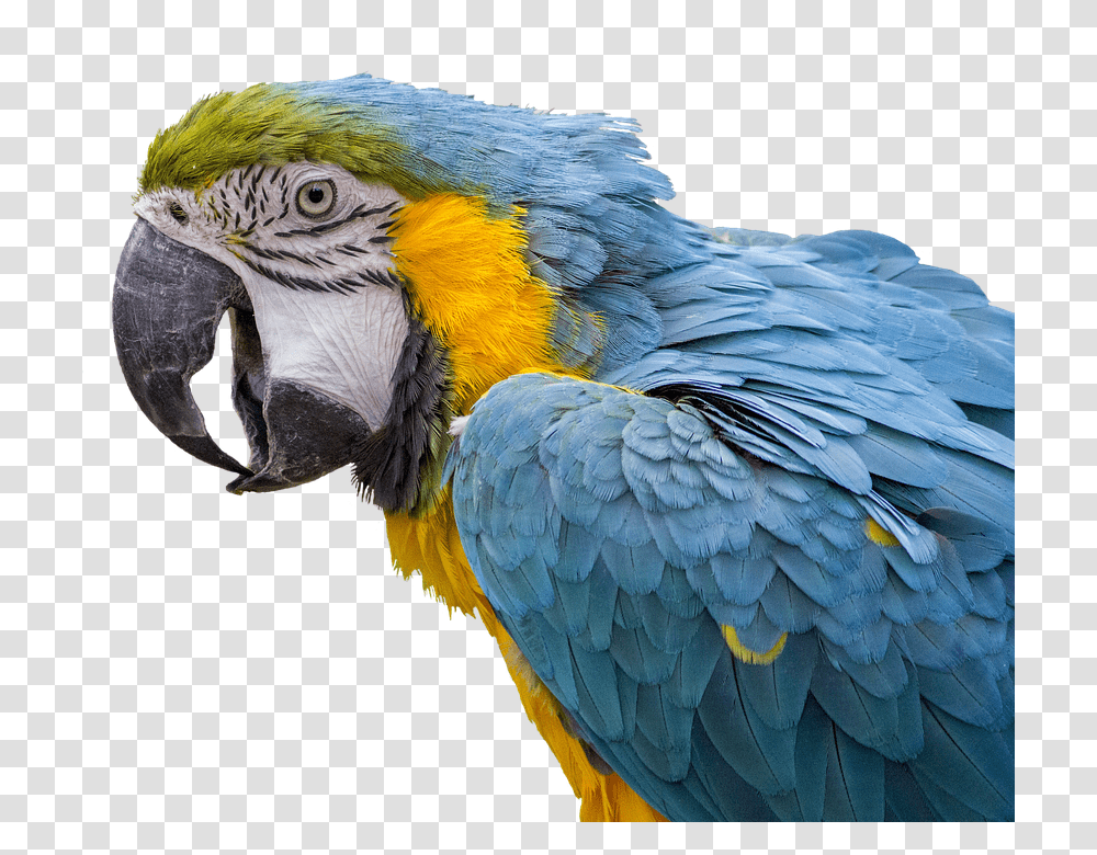 Beautiful Parrots, Bird, Animal, Macaw Transparent Png