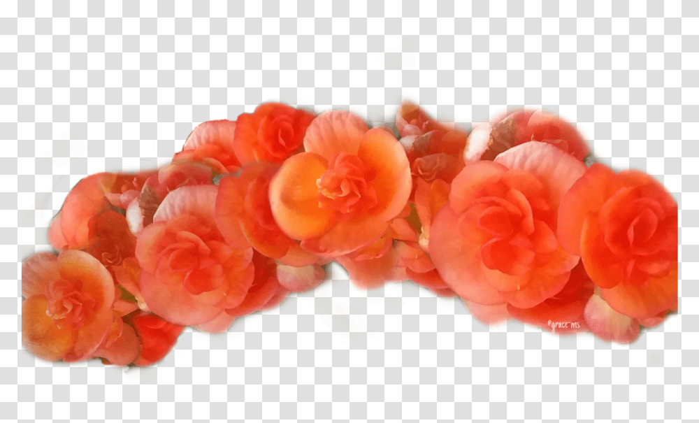 Beautiful Peach Flower Crown Orange Flower Crown, Plant, Geranium, Blossom, Rose Transparent Png