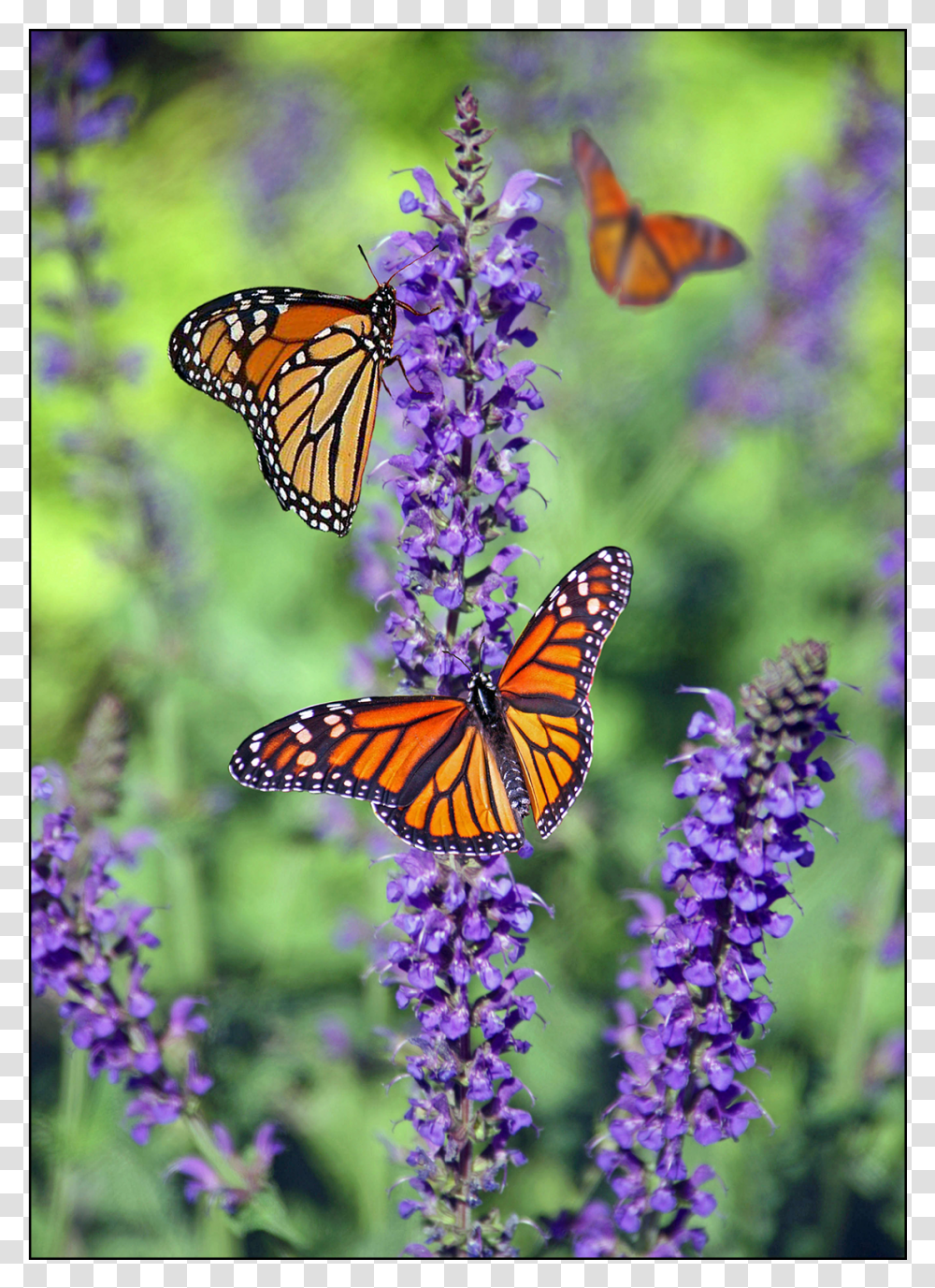 Beautiful Photographs Of Butterflies, Monarch, Butterfly, Insect, Invertebrate Transparent Png