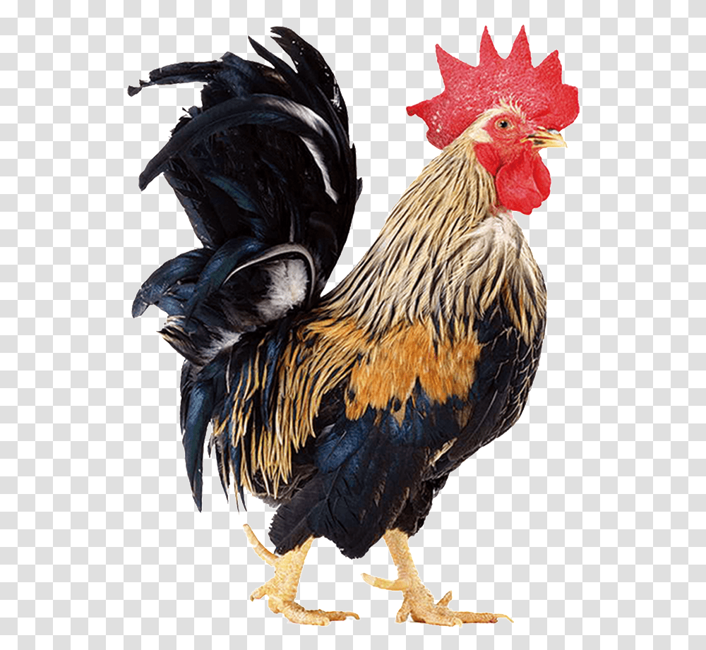 Beautiful Physical Chick Static Cock, Chicken, Poultry, Fowl, Bird Transparent Png