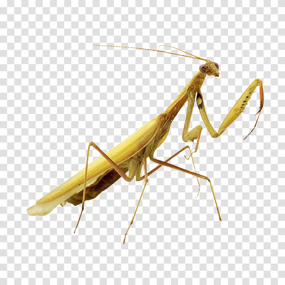 Beautiful Physical Pattern Insect Free Download, Construction Crane, Animal, Invertebrate, Wasp Transparent Png