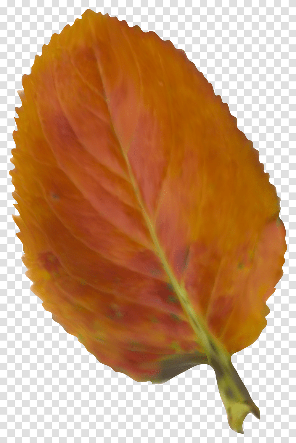 Beautiful Picture Leaf Color Nissan Autumn 2018 Clipart Nissan Transparent Png
