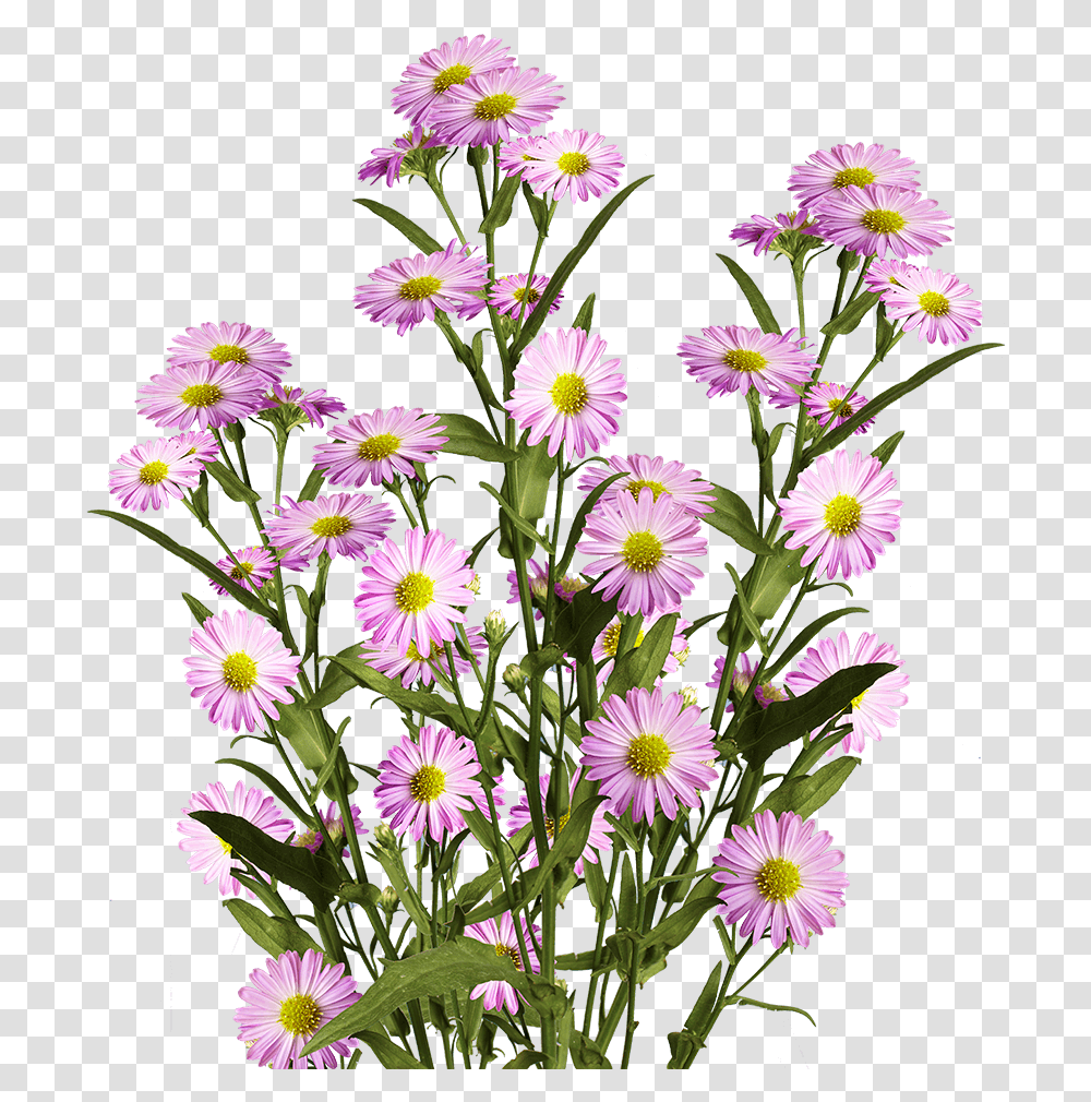 Beautiful Pink Aster Flowers Alpine Aster, Plant, Blossom, Daisy, Daisies Transparent Png