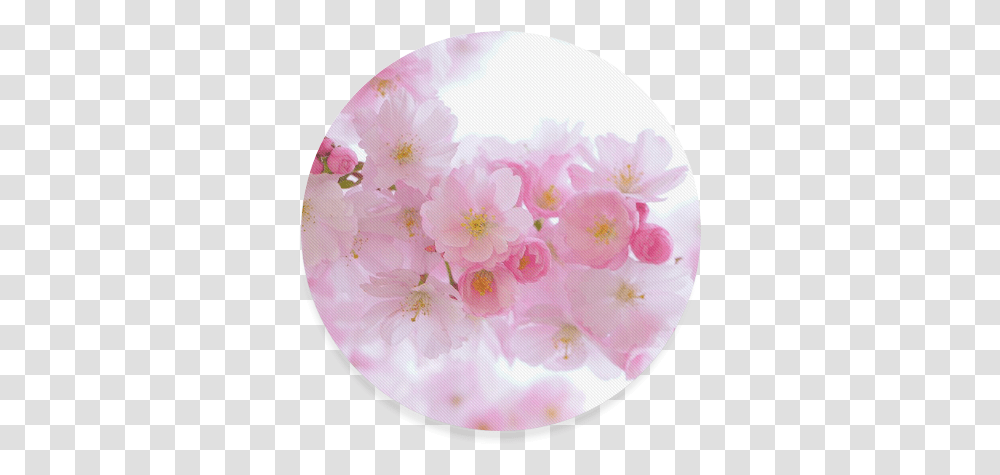 Beautiful Pink Japanese Cherry Tree Blossoms Round Cherry Blossom, Plant, Geranium, Flower, Birthday Cake Transparent Png