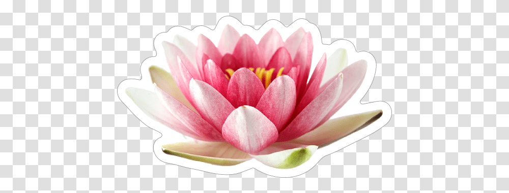 Beautiful Pink Lotus Flower Sticker Sacred Lotus, Plant, Lily, Blossom, Rose Transparent Png