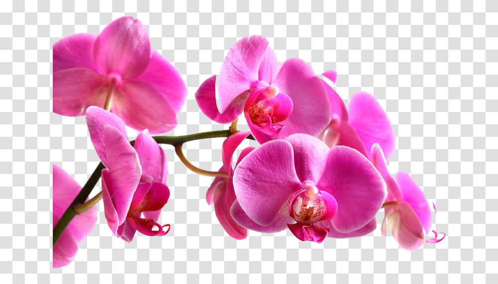 Beautiful Pink Orchid, Plant, Flower, Blossom, Geranium Transparent Png