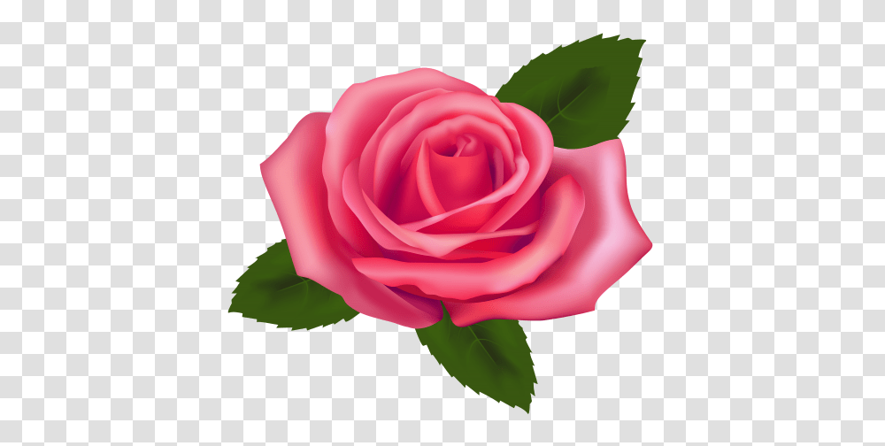 Beautiful Pink Rose Clipart, Flower, Plant, Blossom, Petal Transparent Png