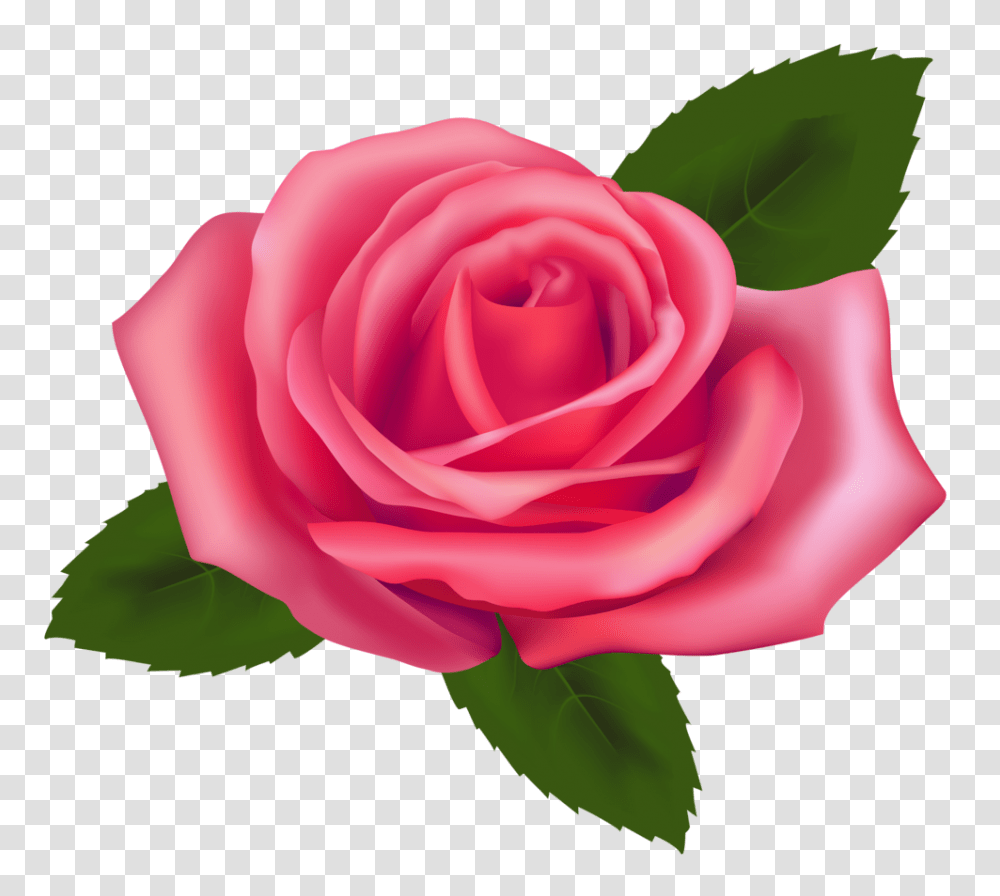Beautiful Pink Rose Clipart, Flower, Plant, Blossom, Petal Transparent Png