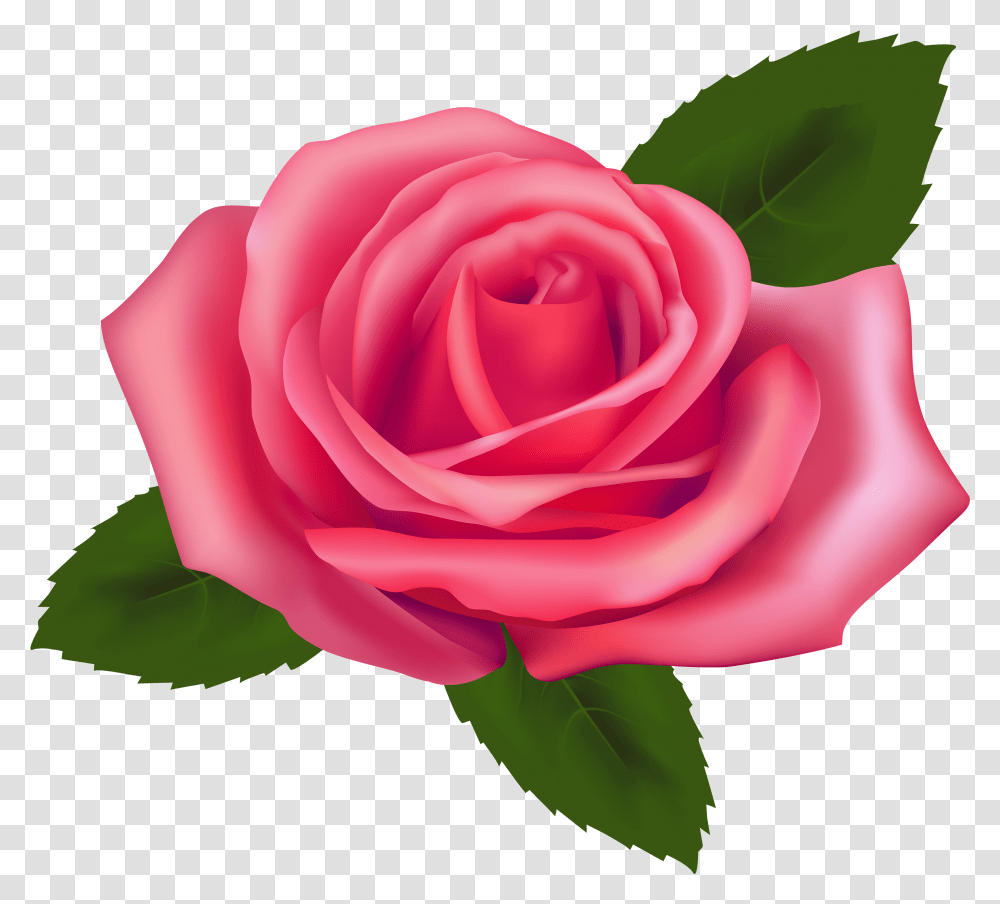 Beautiful Pink Rose Clipart Rose Clip Art, Flower, Plant, Blossom, Petal Transparent Png