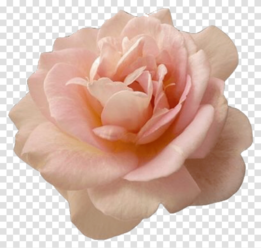 Beautiful Pink Rose Flower Pink Flower, Plant, Blossom, Petal, Carnation Transparent Png