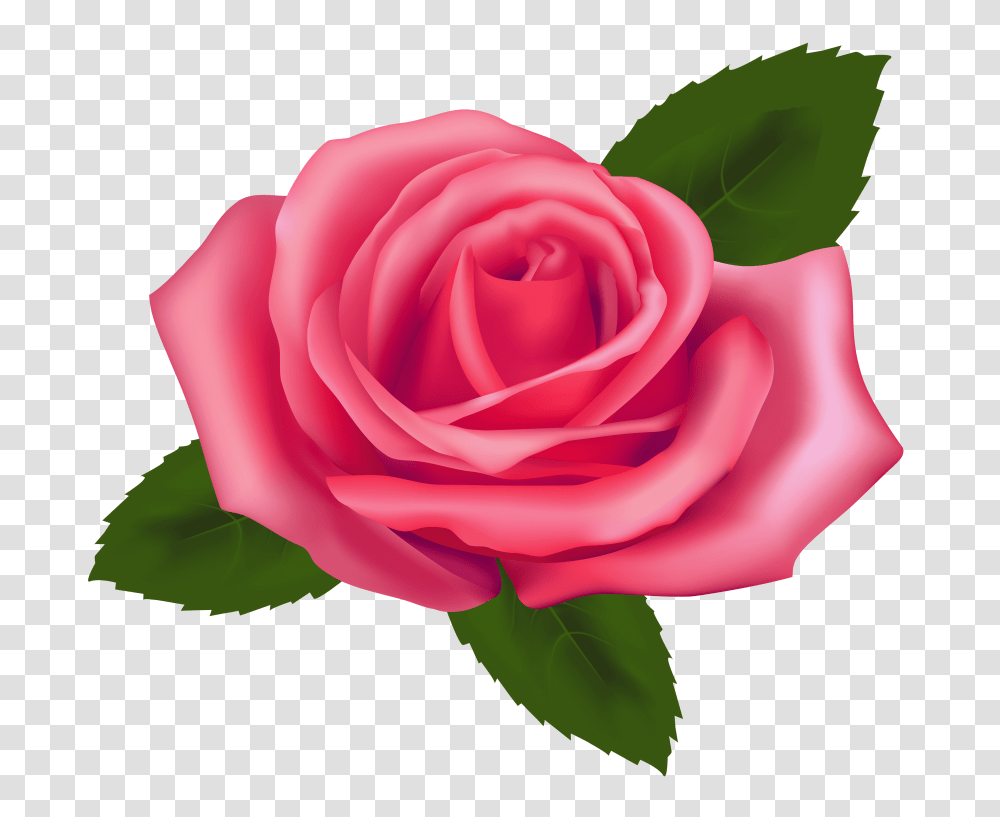 Beautiful Pink Rose, Flower, Plant, Blossom, Petal Transparent Png