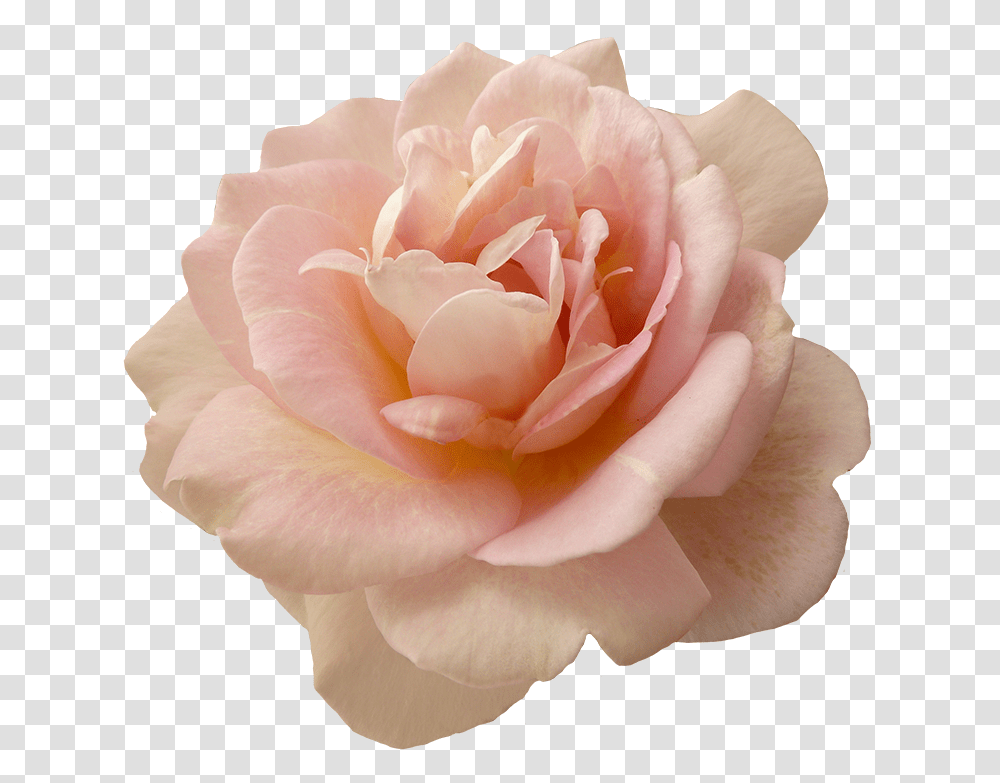 Beautiful Pink Rose Flower Roses, Plant, Blossom, Petal, Geranium Transparent Png