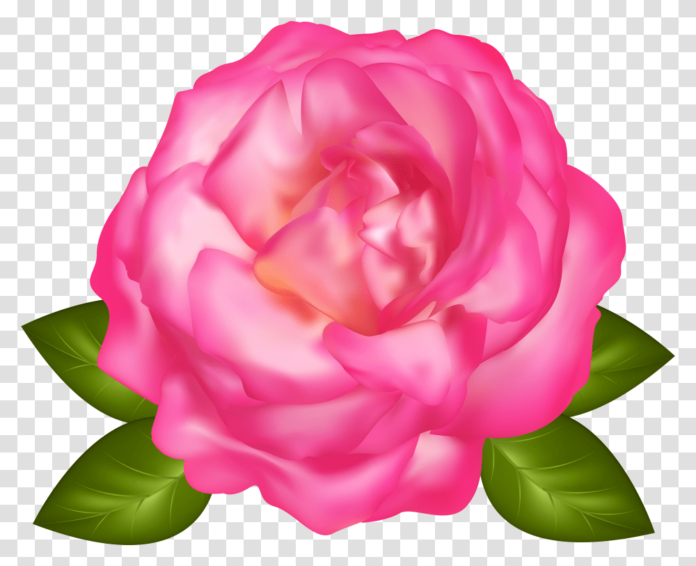 Beautiful Pink Rose Image Transparent Png