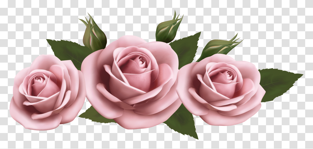 Beautiful Pink Roses Background Pink Rose, Flower, Plant, Blossom, Petal Transparent Png
