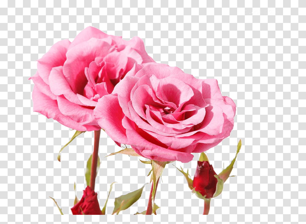 Beautiful Pink Roses Beautiful Pink Rose Flowers Hd, Plant, Blossom, Petal, Carnation Transparent Png