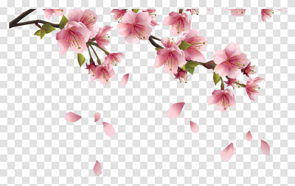 Beautiful Pink Spring Branch Background Sakura Flower, Plant, Blossom, Petal, Cherry Blossom Transparent Png