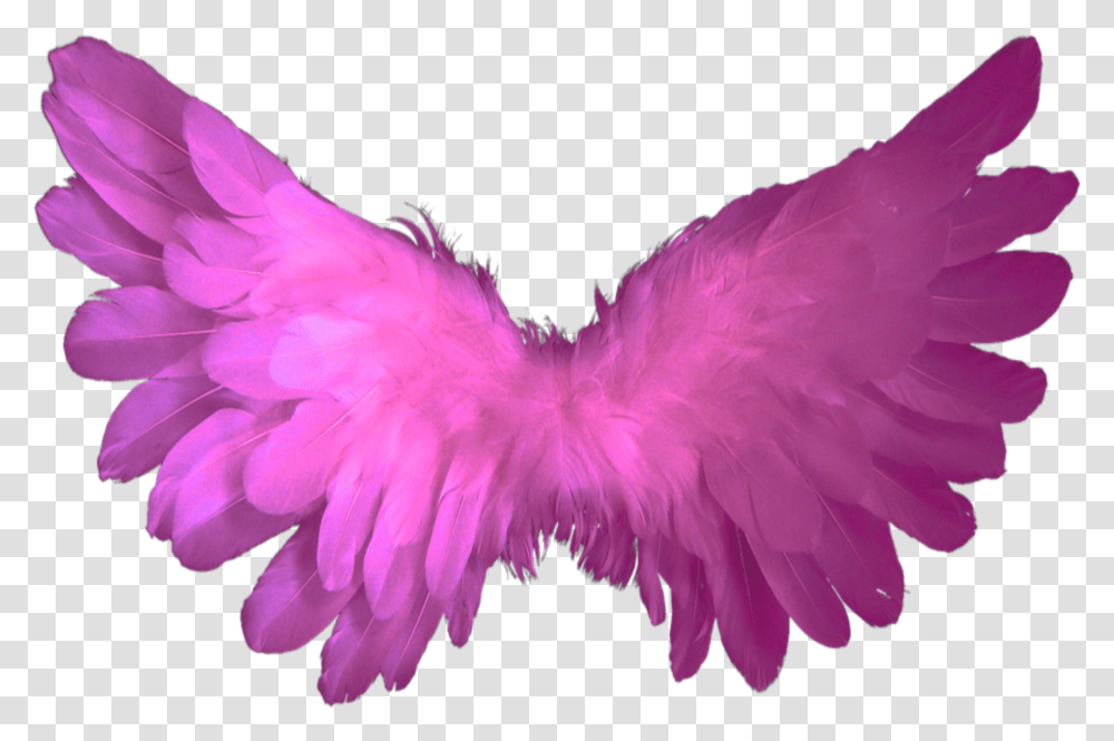 Beautiful Pink Wings Flying Fairy Halloween Butterfly, Apparel, Purple, Feather Boa Transparent Png