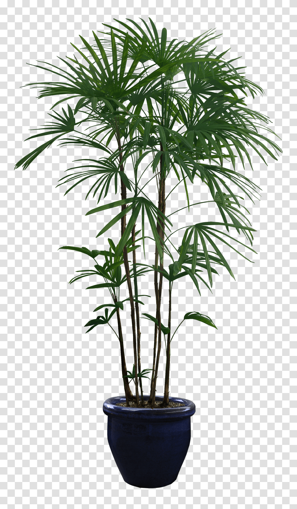 Beautiful Plants Trees Background Plant, Bamboo Transparent Png