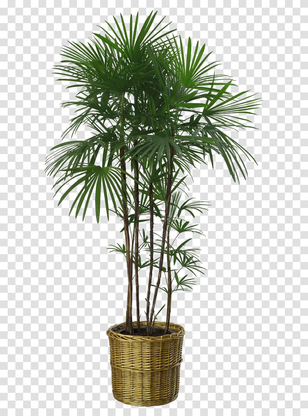 Beautiful Plants Trees Background Plants, Palm Tree, Arecaceae, Hemp, Vegetation Transparent Png