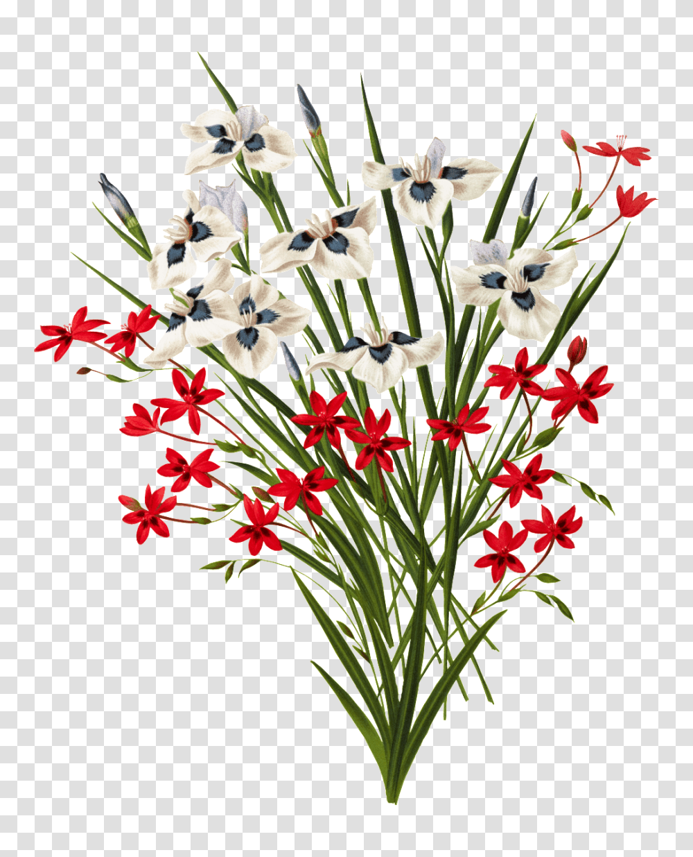 Beautiful Red And White Blooming Flowers Free Download, Plant, Blossom, Flower Bouquet, Flower Arrangement Transparent Png