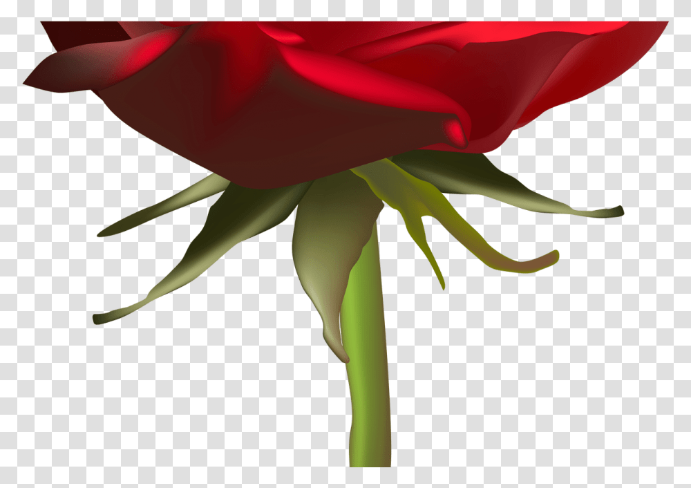 Beautiful Red Rose Clip Art Image Gallery Yopriceville Rose, Plant, Flower, Blossom, Petal Transparent Png