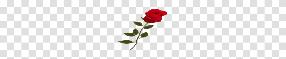 Beautiful Red Rose Clipart, Flower, Plant, Blossom, Petal Transparent Png