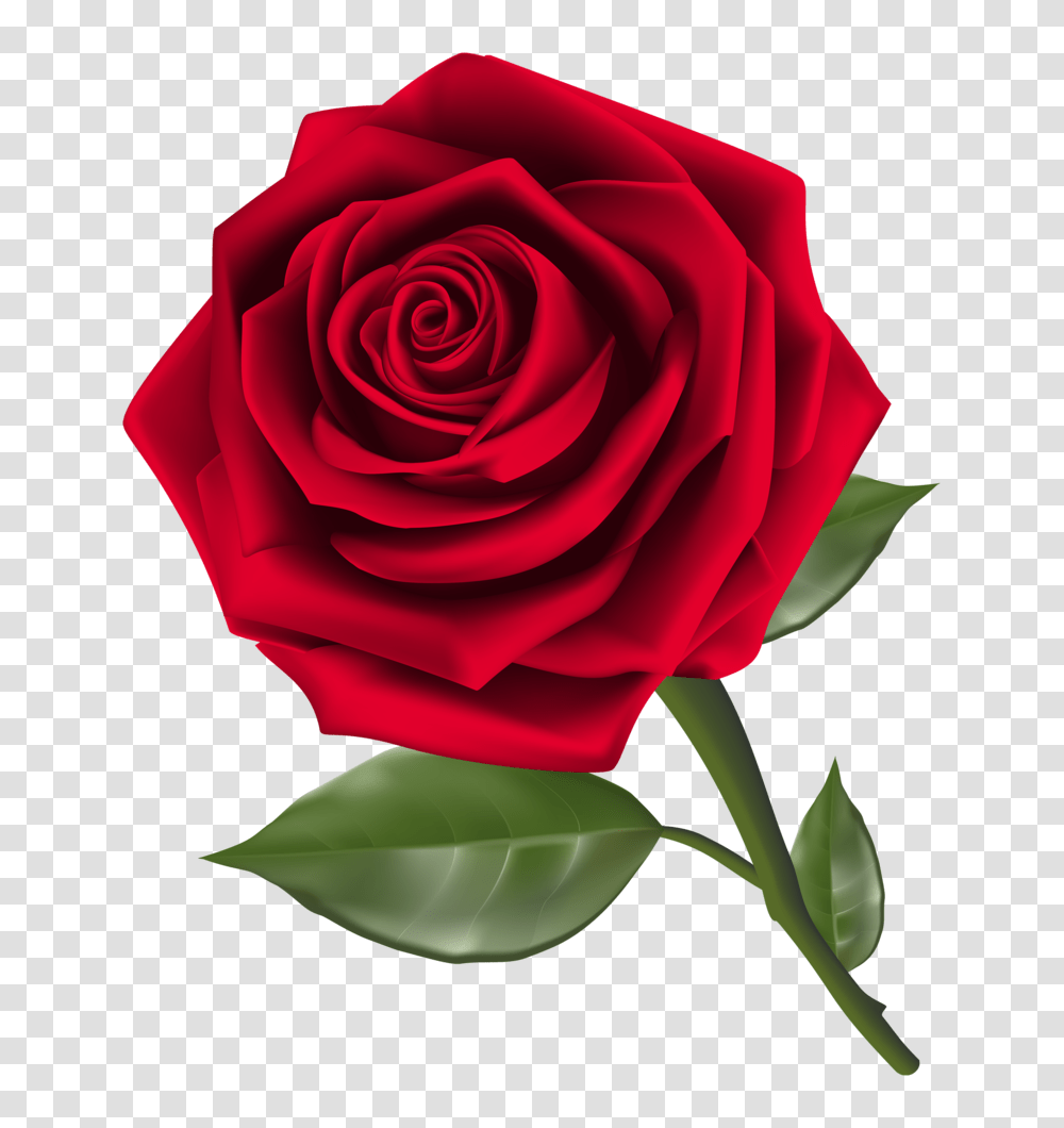 Beautiful Red Rose Clipart, Flower, Plant, Blossom, Petal Transparent Png