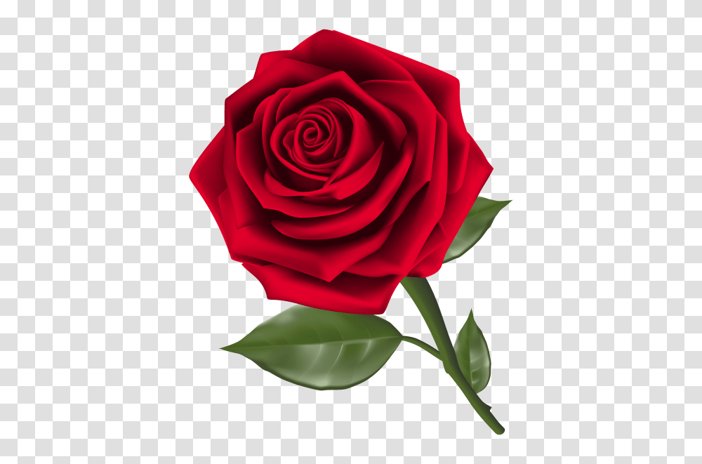 Beautiful Red Rose, Flower, Plant, Blossom, Petal Transparent Png