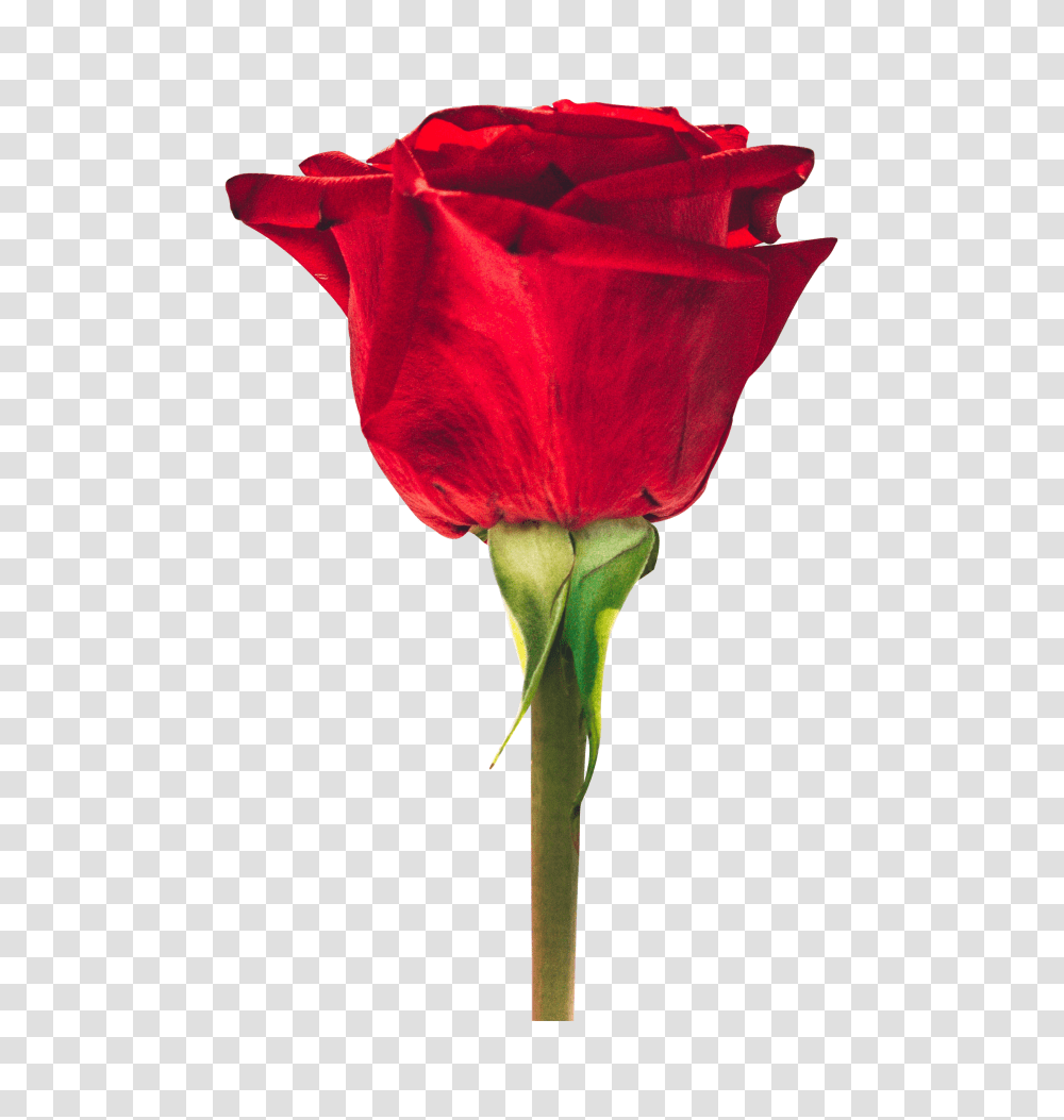 Beautiful Red Rose Free Beautiful Love Good Morning Quotes, Plant, Flower, Blossom, Petal Transparent Png