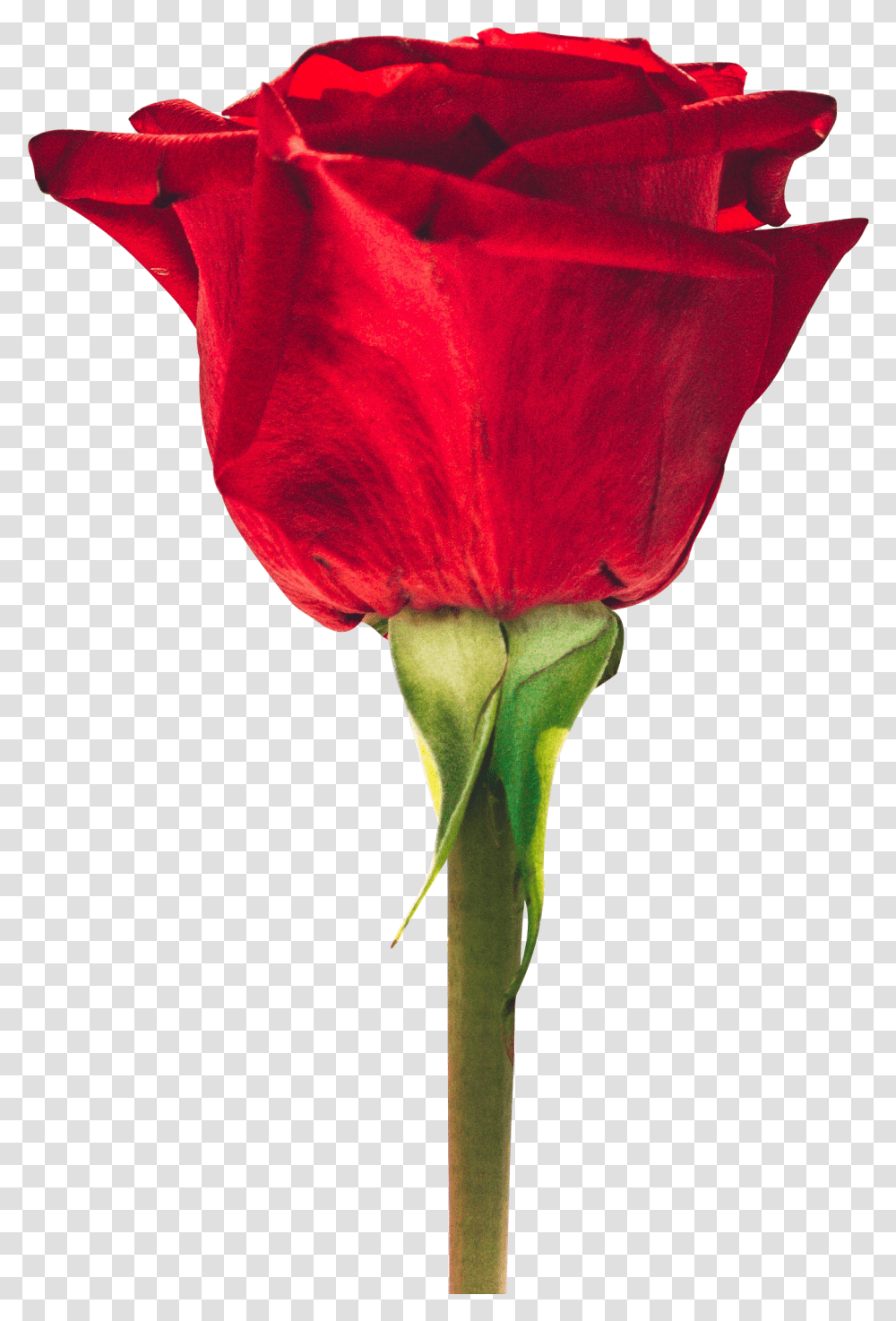 Beautiful Red Rose Free Download Searchpngcom Good Morning Flower Images With Quotes, Plant, Blossom, Petal, Tulip Transparent Png