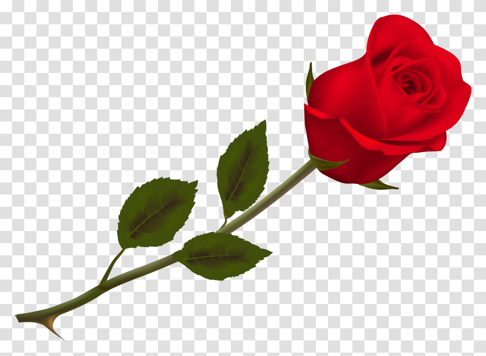 Beautiful Red Rose Picture Red Rose, Flower, Plant, Blossom, Petal Transparent Png
