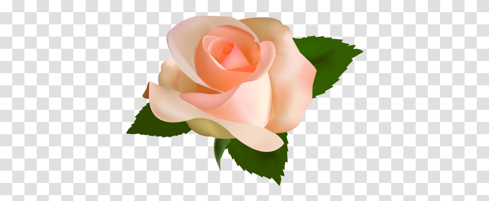 Beautiful Rose Clipart Peach Rose Clip Art, Flower, Plant, Blossom, Petal Transparent Png