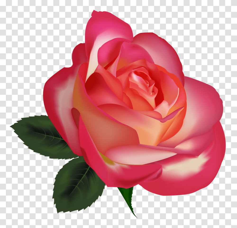 Beautiful Rose Clipartimage, Flower, Plant, Blossom, Petal Transparent Png