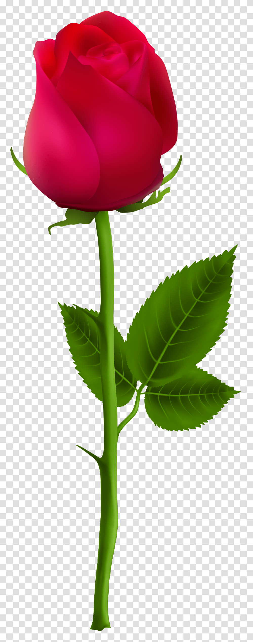 Beautiful Rose Flowers Read Rose Beautiful Rose Single Flower, Plant, Blossom, Green, Leaf Transparent Png