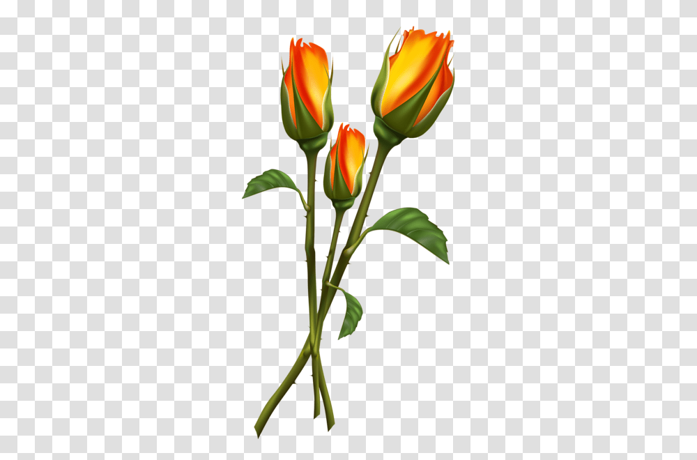 Beautiful Roses Clipart Picture Kwiaty, Plant, Flower, Blossom, Tulip Transparent Png