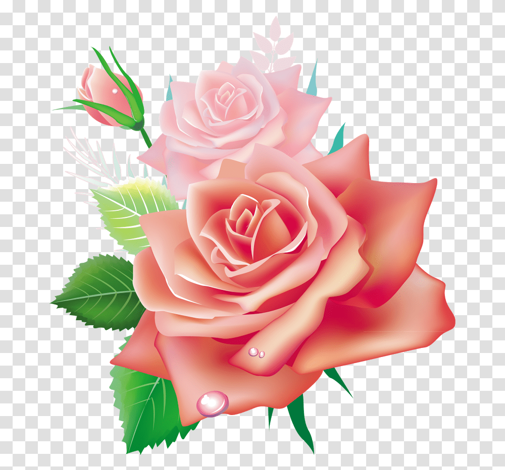 Beautiful Roses Flowers, Plant, Blossom, Petal Transparent Png