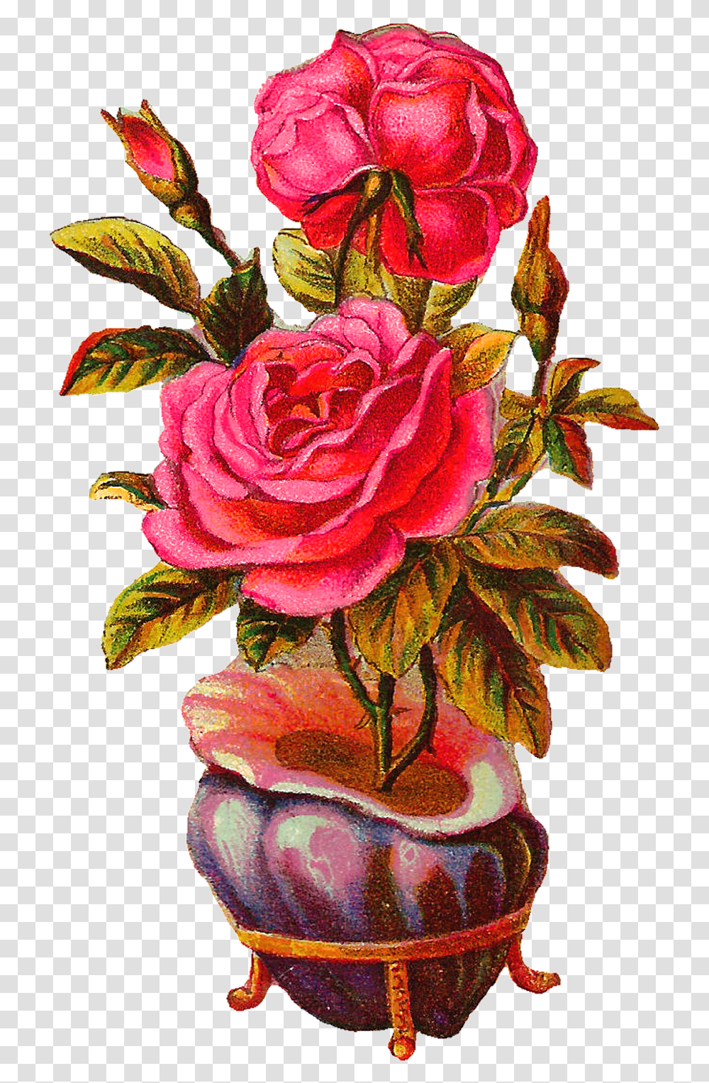 Beautiful Roses Photo Download, Plant, Flower, Blossom, Floral Design Transparent Png