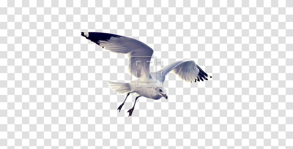 Beautiful Seagull, Bird, Animal, Flying, Waterfowl Transparent Png