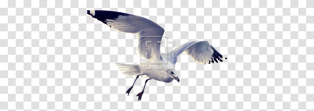 Beautiful Seagull Immediate Entourage Cutout Of Animals Architecture, Bird, Flying, Beak, Dove Transparent Png