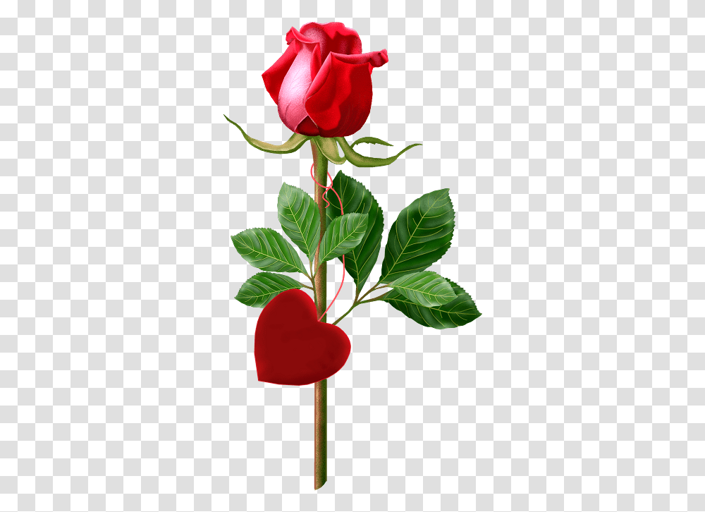 Beautiful Single Rose Red Single Rose Image With Good Morning, Plant, Flower, Blossom, Petal Transparent Png