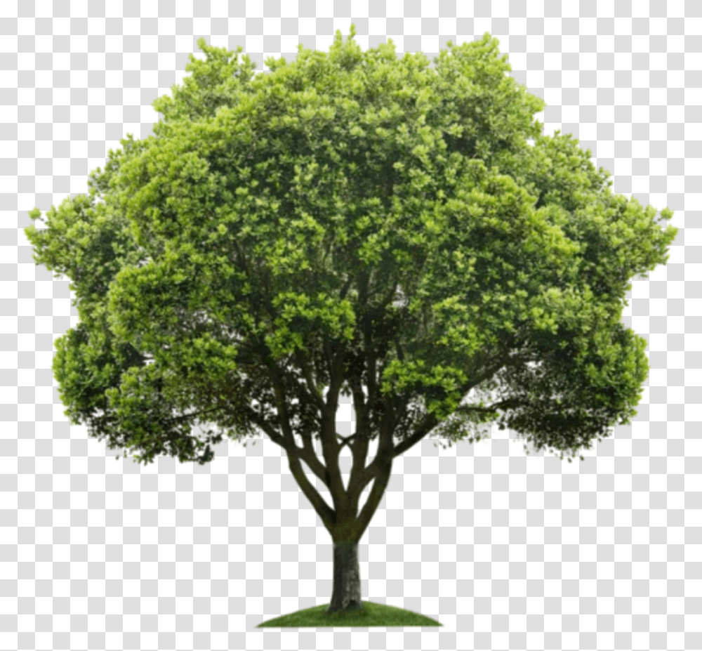 Beautiful Tree Icon And Background Background Tree, Plant, Oak, Tree Trunk, Sycamore Transparent Png