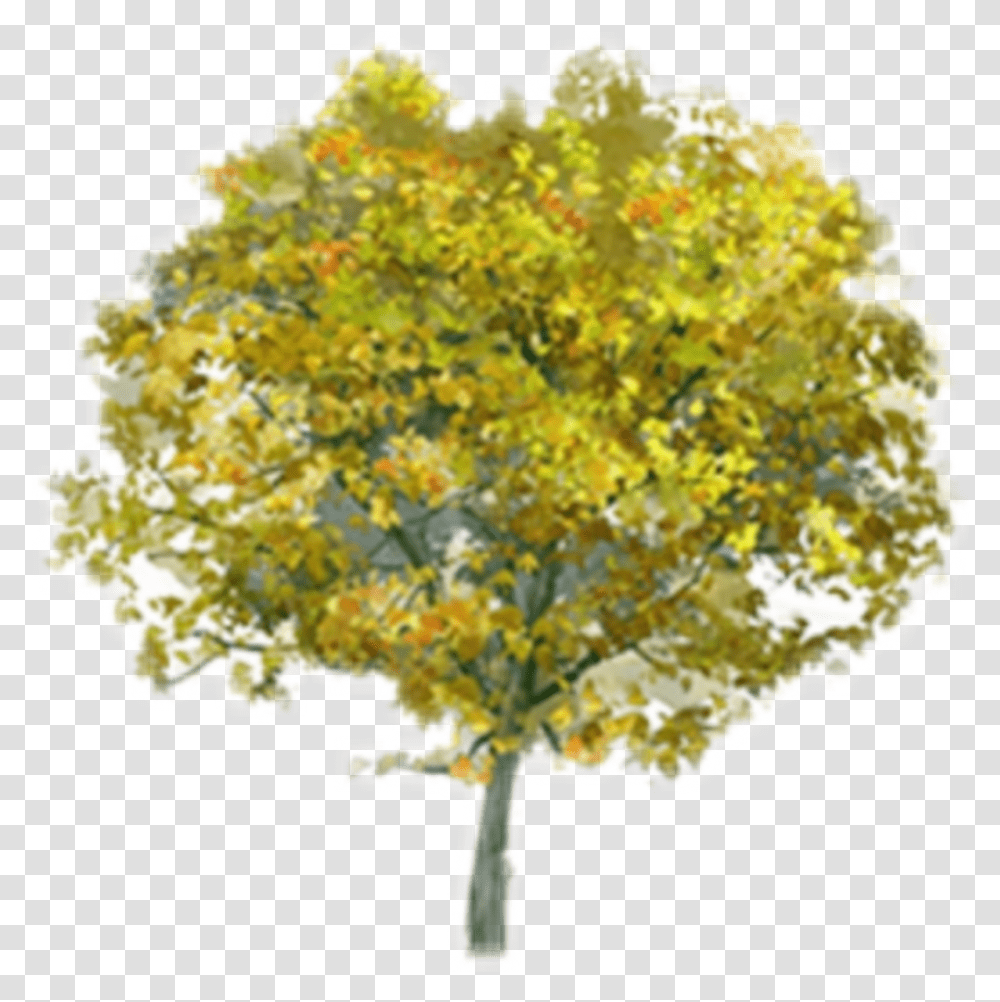 Beautiful Tree Icon And Background Birch, Plant, Maple, Oak, Sycamore Transparent Png